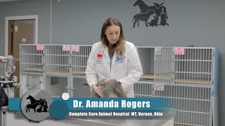 How to put a Seresto collar on your cat with Dr Rogers [upl. by Holland]