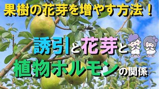 果樹の花芽を容易に増やす方法！ 誘引と花芽と植物ホルモンの関係 [upl. by Verna]