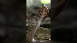 THIS BABY COBRA IS SO CUTE 😘shorts ytshorts youtube cobras venomouscobra baby cute nature [upl. by Yram271]