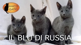 BLU DI RUSSIA trailer documentary razza felina [upl. by Squier56]