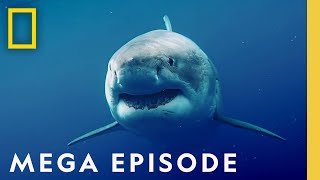 Worlds Most Dangerous Sharks MEGA EPISODE  Top 5 Full Episodes  Sharkfest [upl. by Madelaine698]