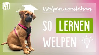 Wie Welpen lernen – Welpen verstehen um sie richtig zu erziehen [upl. by Alissa]