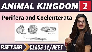 Animal Kingdom 02  Porifera and Coelenterata  Class 11NEET  RAFTAAR [upl. by Aicital]