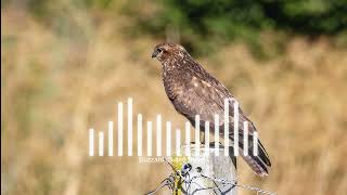 Unlock the Secret Behind Buzzard Buteo Buteo Song [upl. by Sale93]