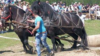 CaiMamă și Fiu la proba de tracțiune Cozdeanu Nicodin la Barcani 2024 [upl. by Idok371]