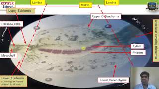 Morphology and Microscopy of Vinca leaf [upl. by Enneicul]