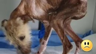 Emaciated Dog Survives Six Months of Starvation Desperately Seeking Care [upl. by Niuq]