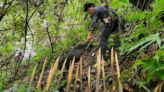 Digging shelters skills in trapping wild animals survival instincts surviving alone [upl. by Anitrebla]