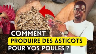 Comment Produire 100 Kg dAsticots Pour vos Poulets Chaque Mois [upl. by Ev289]