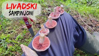 Livadski Šampinjoni  2023  Agaricus campestris [upl. by Divadnhoj]