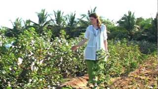 Gudrun Sjodén  Cotton fields in Gujarat 2010 [upl. by Arlene]