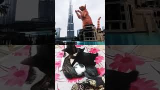 Billi boli meow 😻 pency shortvideo pinkcat burjkhalifa song youtube love [upl. by Salocin]