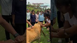 VFA trainee giving injectionvaccination to animal in World veterinary day 2023 [upl. by Derdle176]