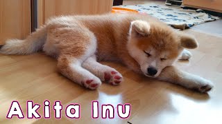 AKITA INU  The Life Of A Japanese Akita Puppy  秋田犬 [upl. by Anitteb132]