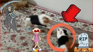 Cute Guinea Pig Killed His Friend [upl. by Clark212]