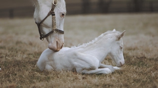 Rare White Foal a Patchen Wilkes Specialty [upl. by Sebastiano]