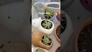 Propagate Haworthia garden plantpropagation [upl. by Evy]