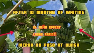 LAKATAN FARMING  EL NIÑO EFFECT  10 MONTHS OLD ANG GANDA NA [upl. by Aseyt]