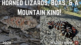 Horned Lizards Rosy Boas and a Mountain Kingsnake Amazing field herping in California [upl. by Moshell]