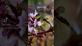 Busy hoverfly hoverfly garden gardening [upl. by Notrab951]