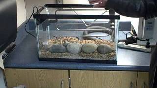 Trout in the Classroom setting up equipment [upl. by Burke]