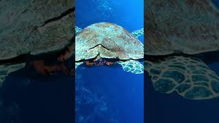 10 Facts About Turtles for kids Educational turtle videos Learning about turtles turtlefacts [upl. by Milena]