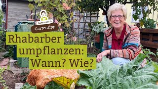 Rhabarber umpflanzen Wann ist die beste Zeit Wie gehe ich vor [upl. by Kreda]