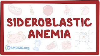 Sideroblastic anemia  causes symptoms diagnosis treatment pathology [upl. by Arotak]