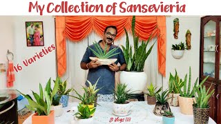 16 തരം സാൻസവേരിയ ചെടികൾ  16 Varieties Of Snake Plants All About Sansavieria Malayalam [upl. by Avot]