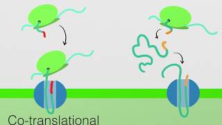 Endoplasmic Reticulum Protein Transport Cytoplasm to ER and ER to Cytoplasm [upl. by Llennor738]