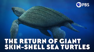 The Return of Giant SkinShell Sea Turtles [upl. by Ethelinda]