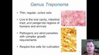 Chapter 21  Irregularly Shaped Bacteria of Medical Importance [upl. by Idnim647]