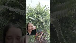 Boston fern care in 60secs [upl. by Atiram]