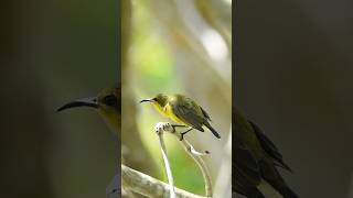 Olivebacked Sunbird wildlifephotography shotsvideo birdphotography birds wildlife [upl. by Bannister]