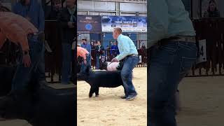 What happens if your pig stops in the showring showpigs livestockshow [upl. by Galligan277]