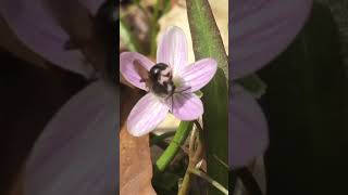 This bee NEEDS this native plant to survive [upl. by Amalbergas]