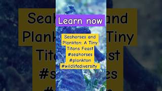 Seahorses The Most Adorable Plankton Predators [upl. by Aisorbma]