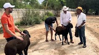 Charles e tiringa recebe presente de Rodrigo de dormentes criador de ovelhas berganés [upl. by Bound]