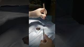 Canine Meibomian Cyst Removal [upl. by Whalen984]