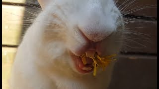 Funny bunny eating compilation [upl. by Sessler441]