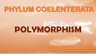 Polymorphism in Cnidarians [upl. by Angrist]