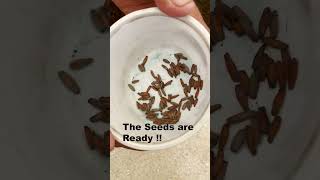 Best Adenium  Desert Rose Seed Germination with proven results [upl. by Bakki]