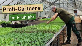 Gartenarbeit April 👨‍🌾 Gemüsebeete richtig vorbereiten👍Gemüse pflanzen im Freiland 🌱 Jungpflanzen [upl. by Yaral]