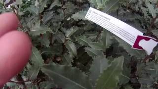 Olearia macrodonta 5L at Big Plant Nursery in West Sussex UK [upl. by Kubetz]