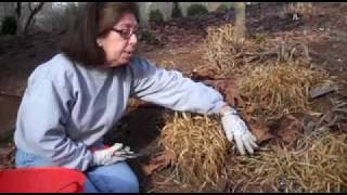 Gardening tips Japanese Forest Grass [upl. by Narmak]