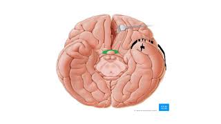 11CEREBRUM PART 1 [upl. by Hatty]