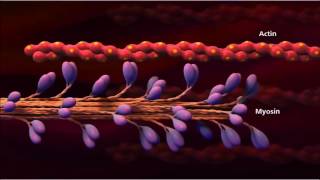 3 Muscle contraction detail Concept Cell Biology [upl. by Sabino]