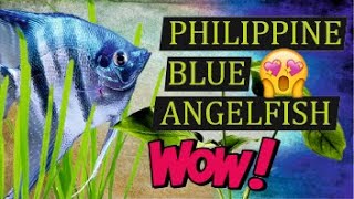 The Charming Philippine Blue Angelfish Pterophyllum scalare Fish Species Profile [upl. by Meave]