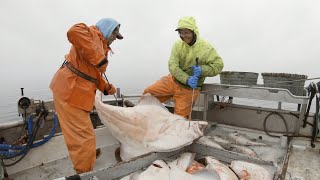 Wrapping up the Season Pt3  Halibut Longlining in Alaska [upl. by Fasto]