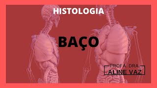 Histologia do baço  Histologia humana  Histology guide [upl. by Nedla]